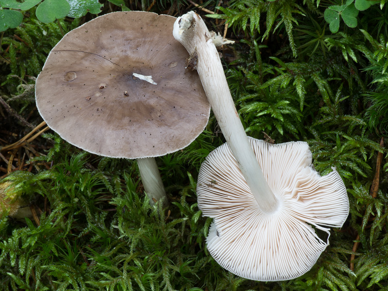 Pluteus pouzarianus